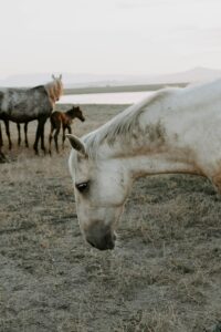 Why Does My Horse Bite His Chest?