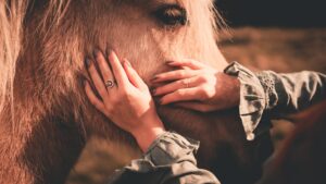 Where do Horses NOT Like to be Touched?