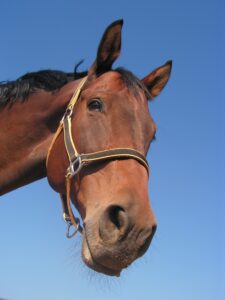 What Age Do Horses Lose Their Caps?