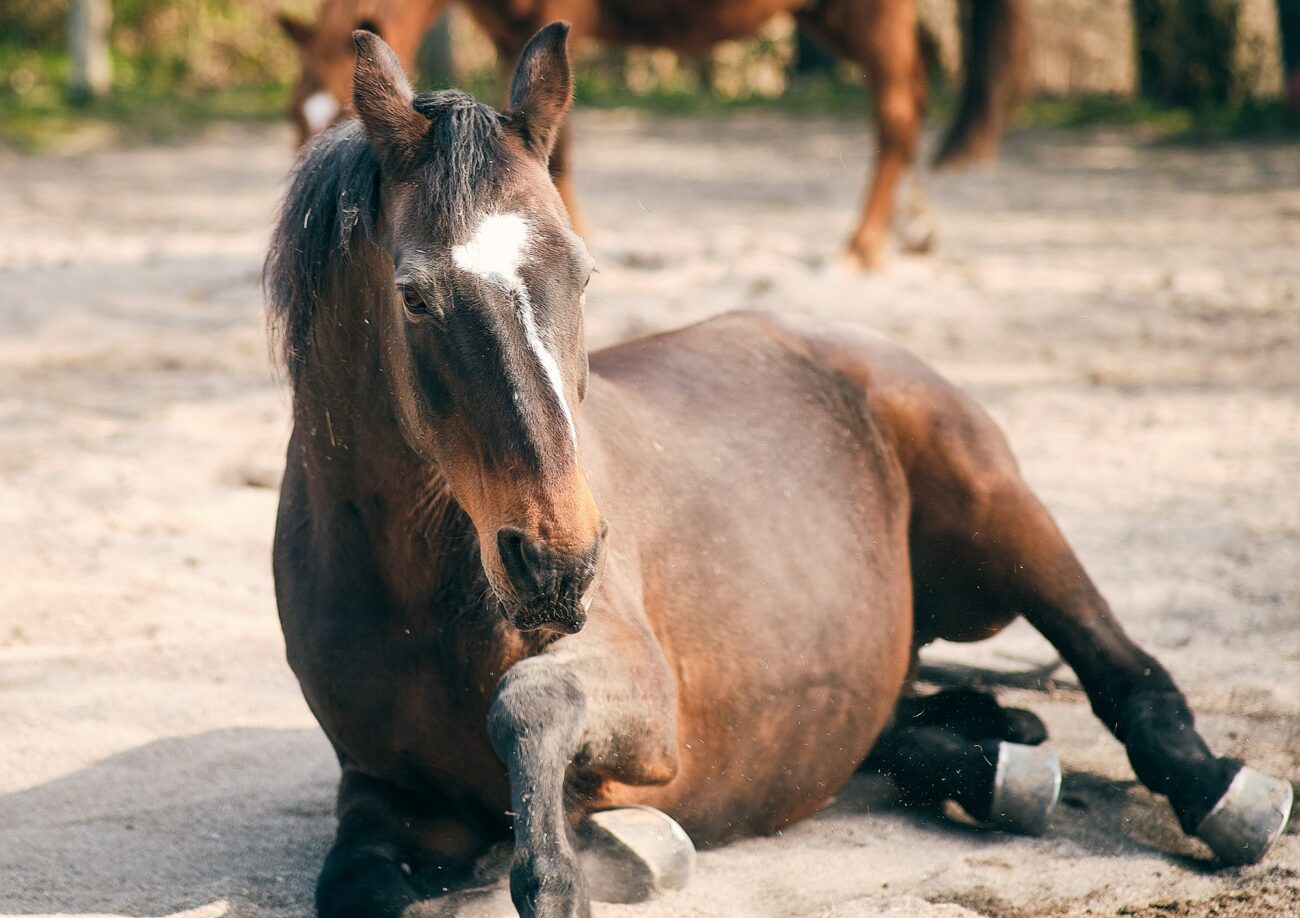A bay mare with a white blaze rests on her chest in the sand after a roll, one front leg folded, with another horse behind her