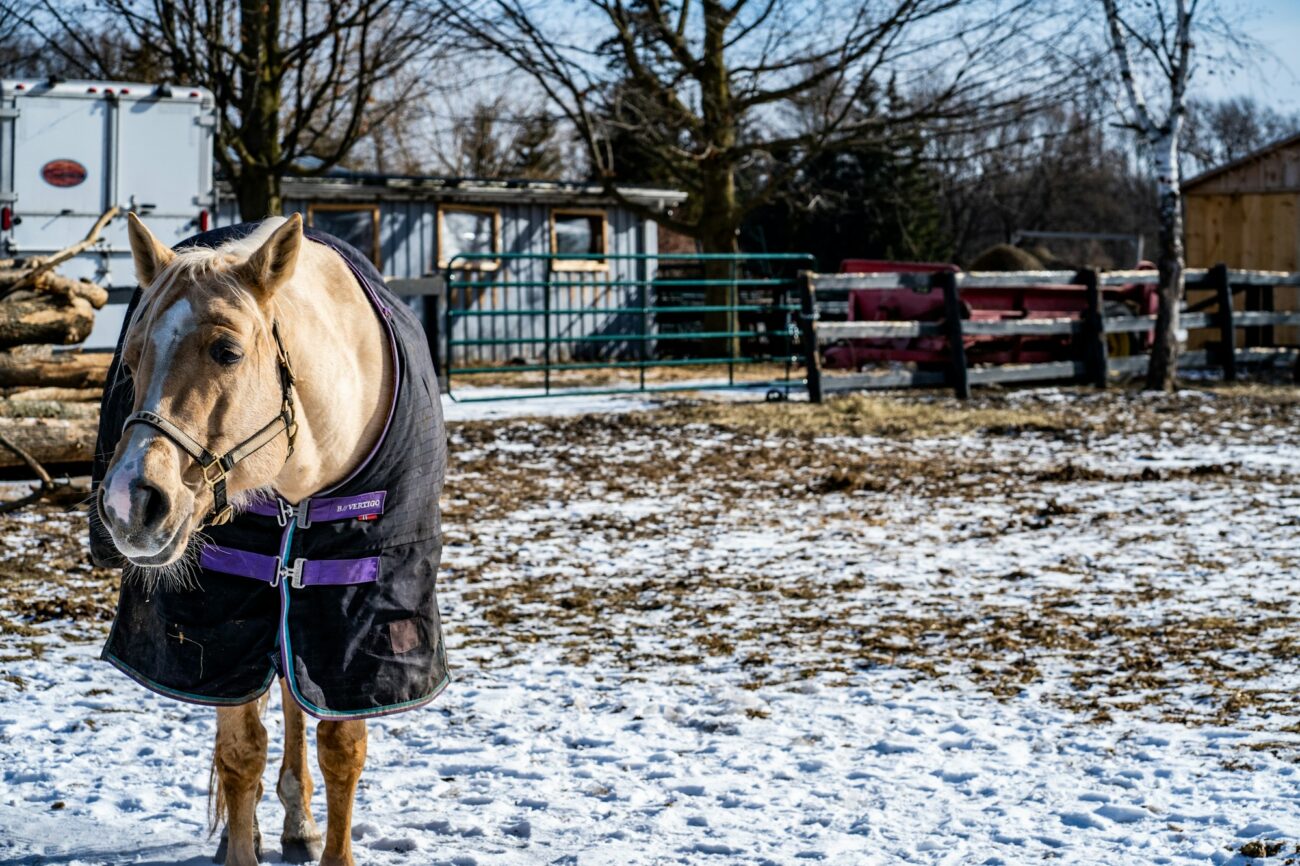 A palomino horse in a dark winter turnout blanket with purple straps stands in a snowy paddock