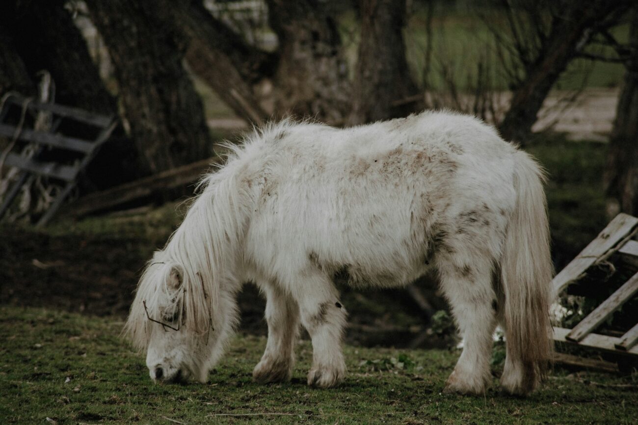 A shaggy white pony grazes in a paddock with brown dirt stains on its side, belly and legs