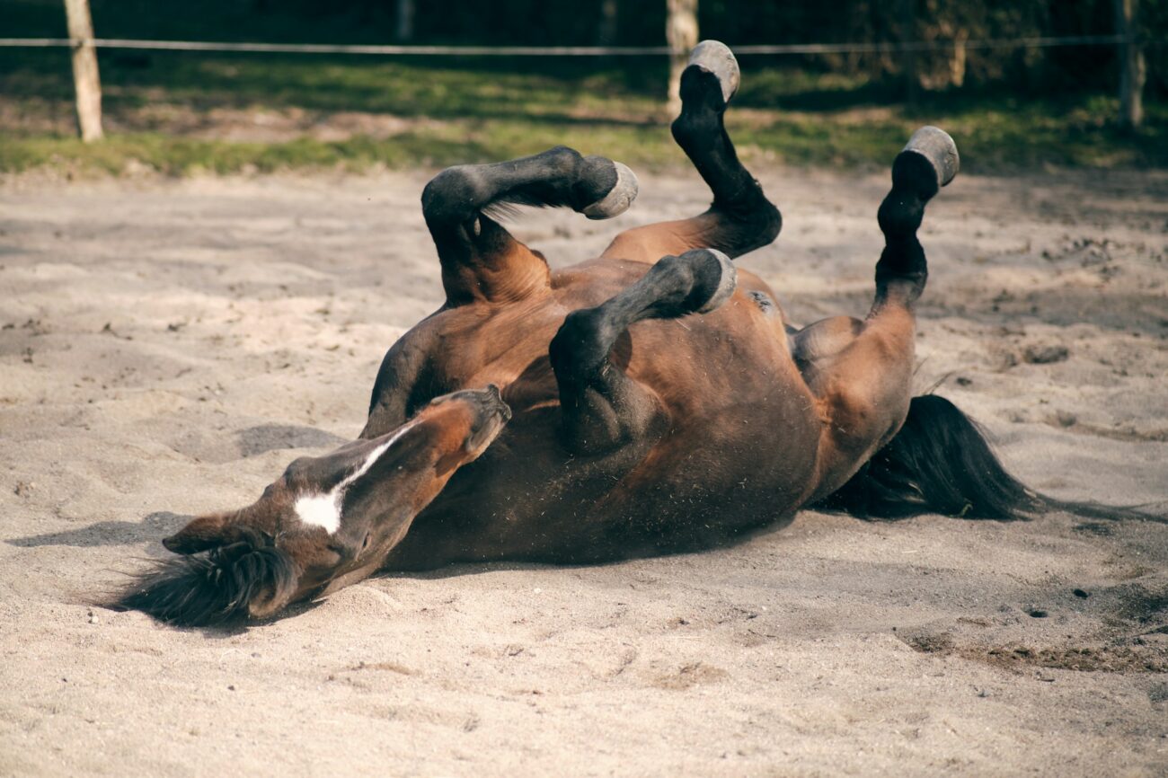 A bay horse rolls on its back in a sand paddock with all four legs in the air and its head stretched out on the ground