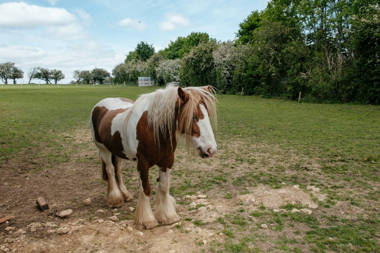 A brown and white cob with feathered legs stands on a bare, scuffed patch of dirt in a grass paddock