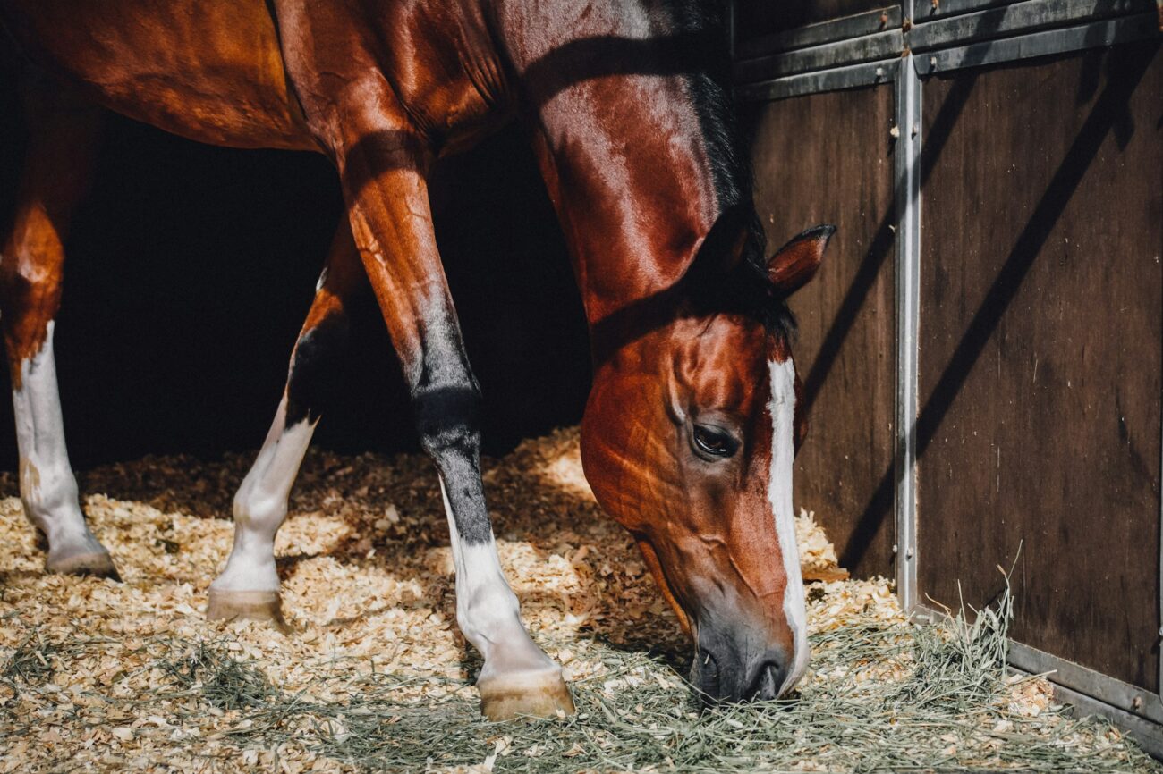 A bay horse with white socks eats hay from a bed of wood shavings inside a stall with wooden walls