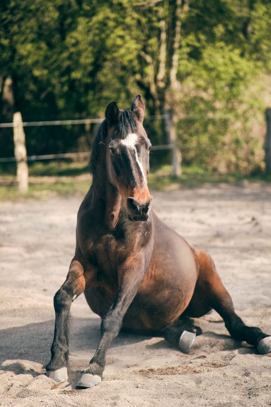 A bay mare with a white blaze pushes up on her front legs from the sand after a roll, sand still on her belly and hind legs