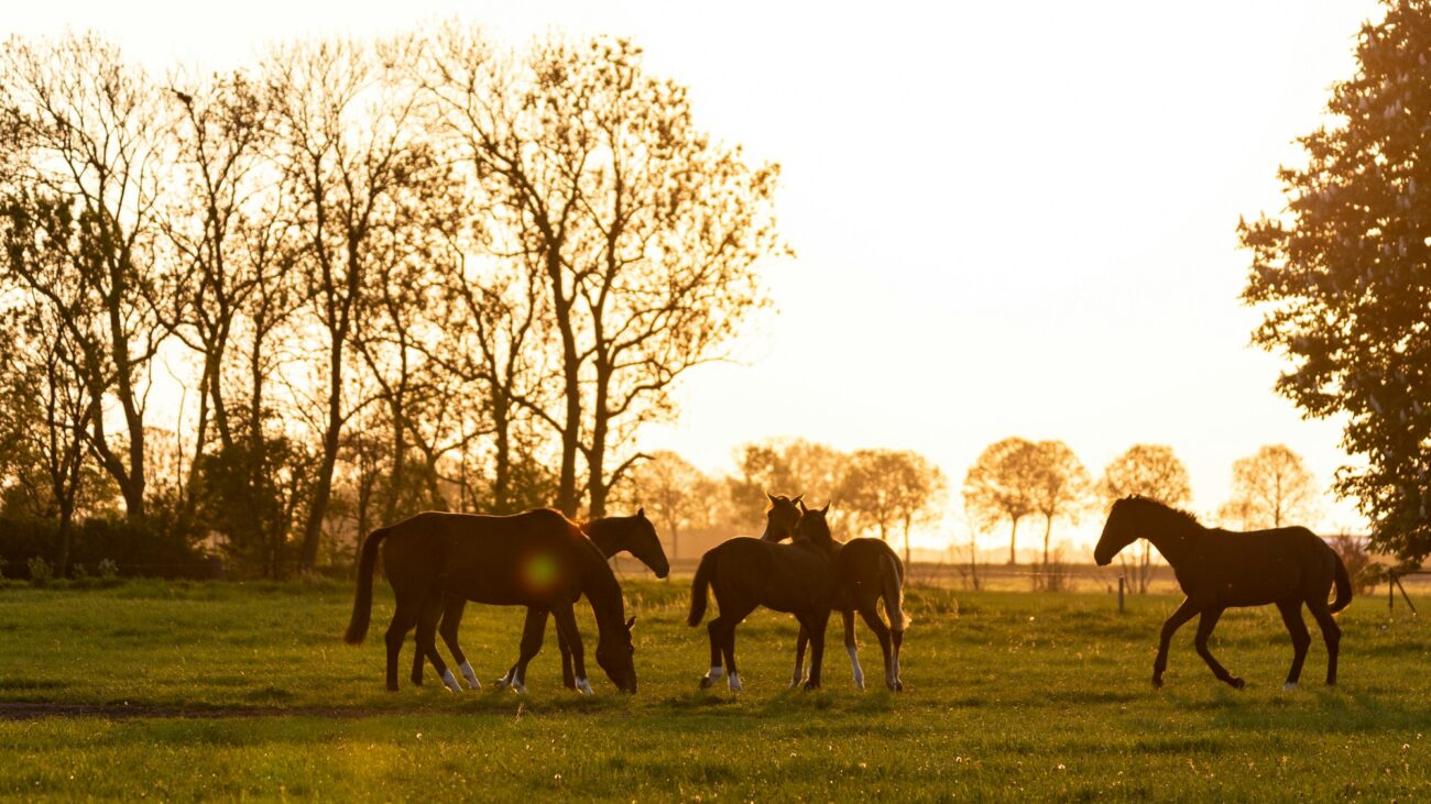 A small herd of horses grazes and walks across a grass field against a low evening sun
